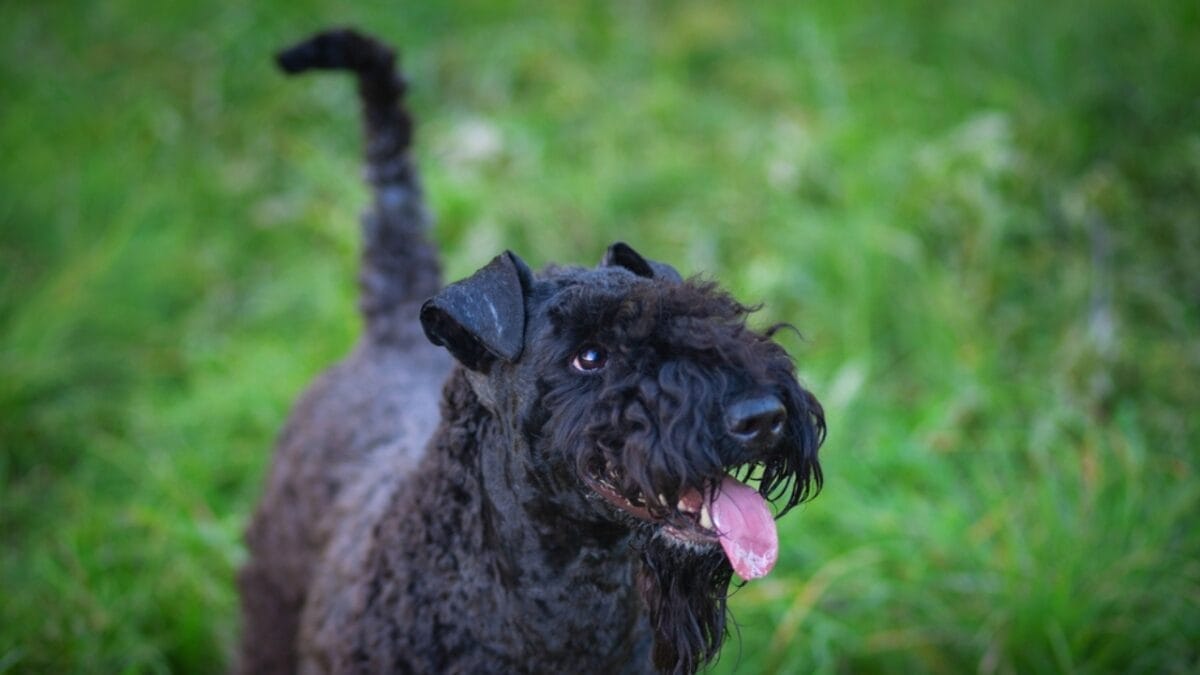 10 Facts About the Unique Kerry Blue Terrier Dog Breed, Once Loved by Irish Farmers - kerry blue terrier in grass ss2046286325