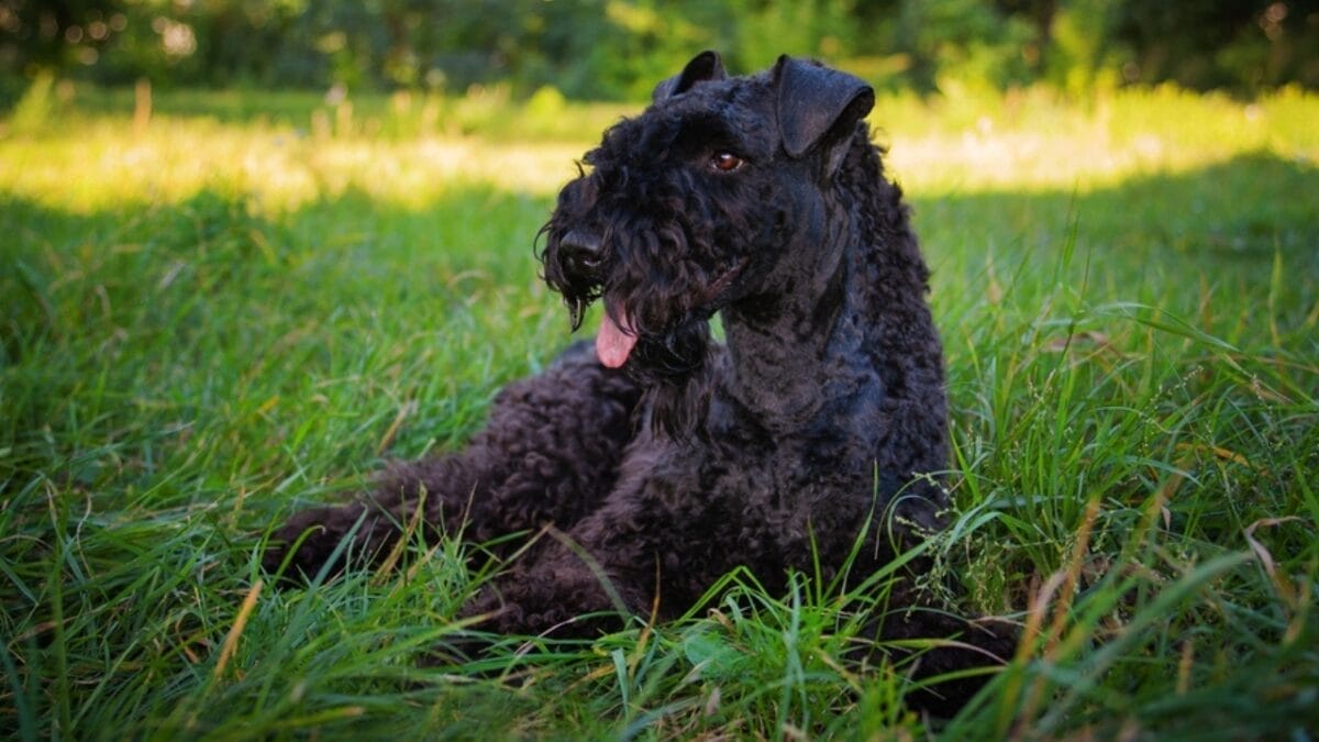10 Facts About the Unique Kerry Blue Terrier Dog Breed, Once Loved by Irish Farmers - kerry blue terrier independent ss2046286328