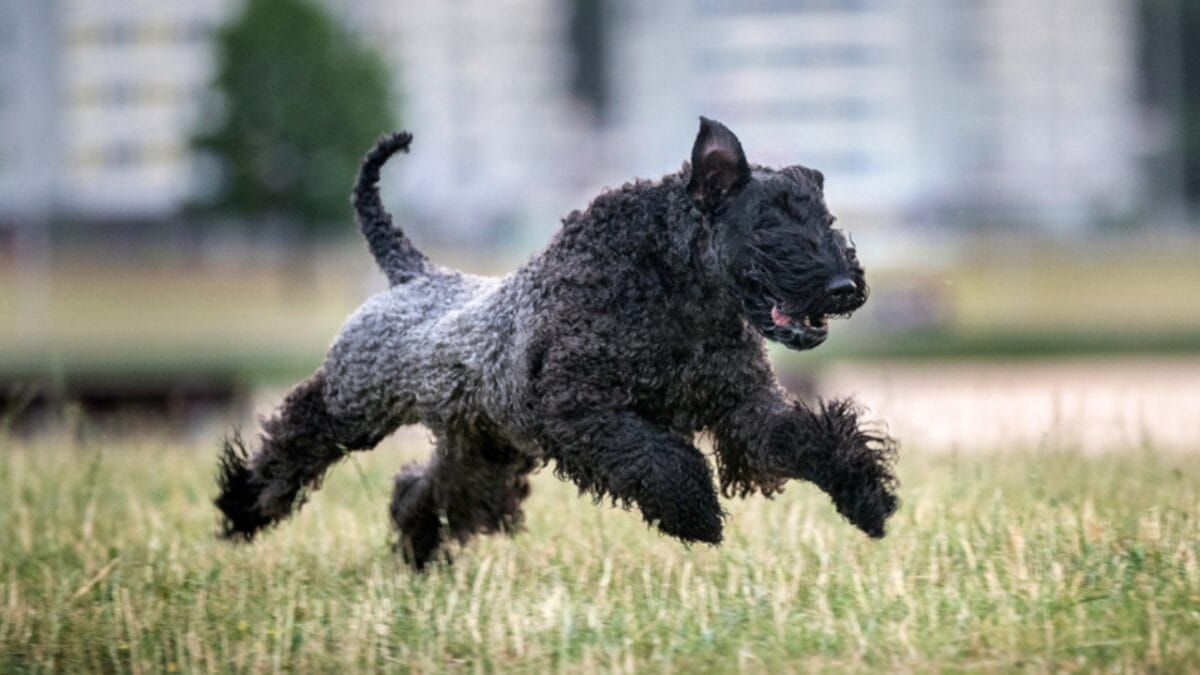 10 Facts About the Unique Kerry Blue Terrier Dog Breed, Once Loved by Irish Farmers - kerry blue terrier running ss1460915006