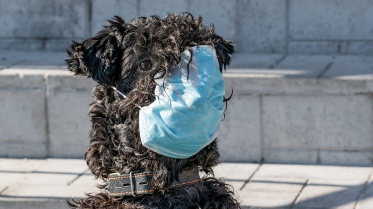 10 Facts About the Unique Kerry Blue Terrier Dog Breed, Once Loved by Irish Farmers - kerry blue terrier sick ss1707010834