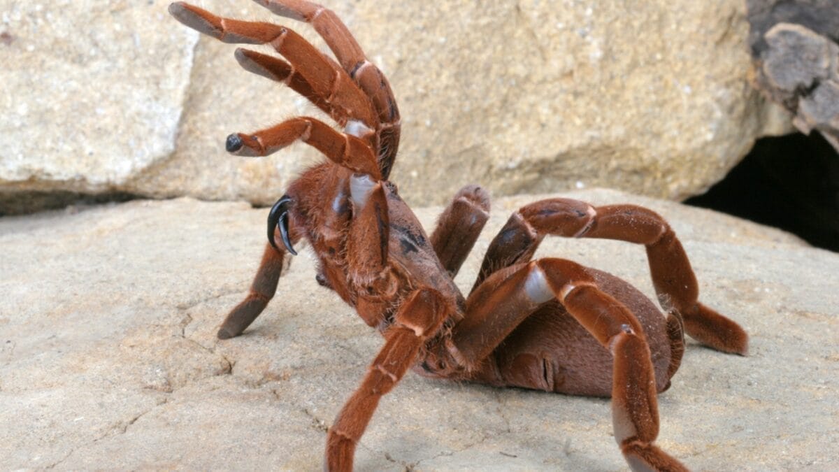 12 Colossal Spiders that Actually Exist in Real Life 8 12 Colossal Spiders that Actually Exist in Real Life - king baboon spider dp64722573