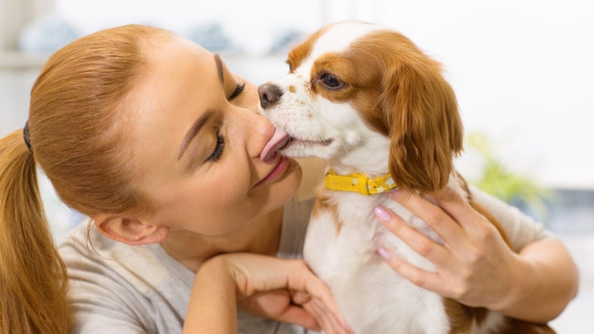 Dog Breeds: All Types from Small to Giant, Personalities & Characteristics 68 Dog Breeds: All Types from Small to Giant, Personalities & Characteristics - king charles spaniel kissing owner ss1021918498