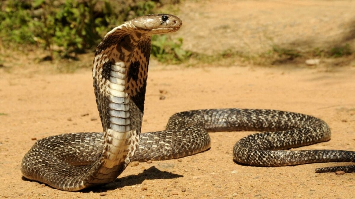 Ranking the 14 Most Dangerous Snakes in the World 9 Ranking the 14 Most Dangerous Snakes in the World - king cobra body ss2315530363