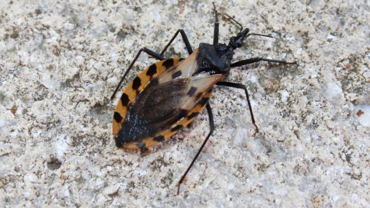 14 Dangerous Bugs You Should Eliminate on Sight - kissing bug ss1072562129