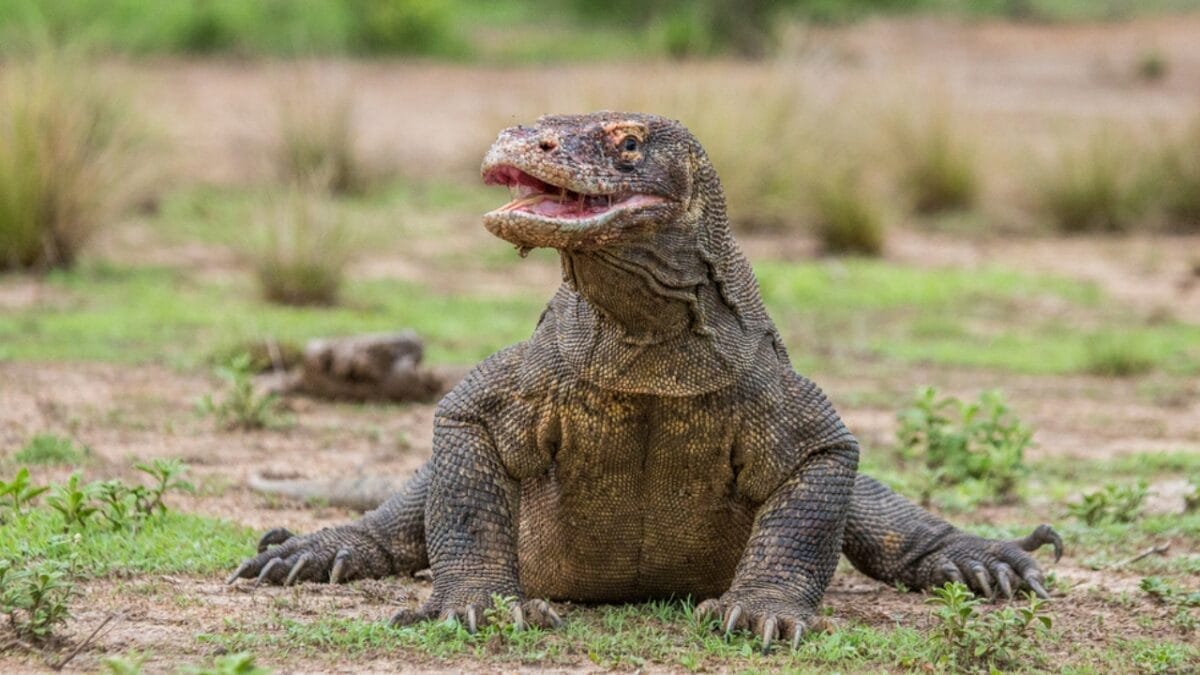 19 Terrifying Creatures That Could Give You Nightmares 12 19 Terrifying Creatures That Could Give You Nightmares - komodo dragon dp92368418