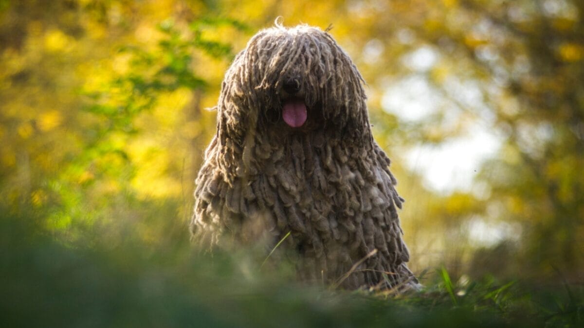 The ‘Mop Dog’ with Dreadlocks: 10 Things You Didn’t Know About the Komondor Breed 8 The ‘Mop Dog’ with Dreadlocks: 10 Things You Didn’t Know About the Komondor Breed - komondor dog autumn ss1701592018