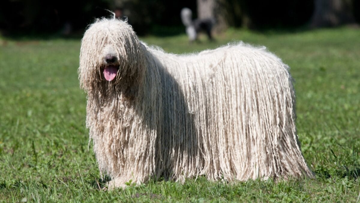 The ‘Mop Dog’ with Dreadlocks: 10 Things You Didn’t Know About the Komondor Breed 2 The ‘Mop Dog’ with Dreadlocks: 10 Things You Didn’t Know About the Komondor Breed - komondor dog dp239581062