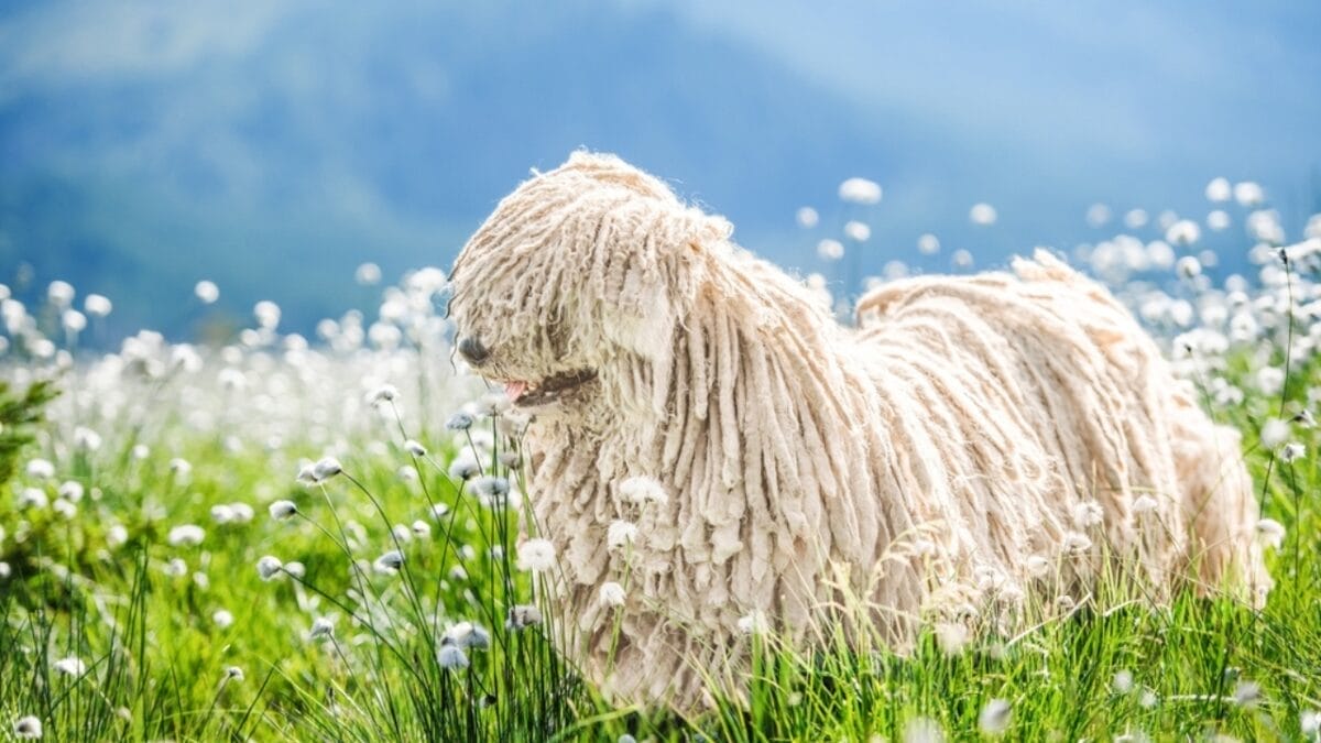 15 Dog Breeds With Coats That Are Living Works of Art 9 15 Dog Breeds With Coats That Are Living Works of Art - komondor dog flowers side ss2175867729
