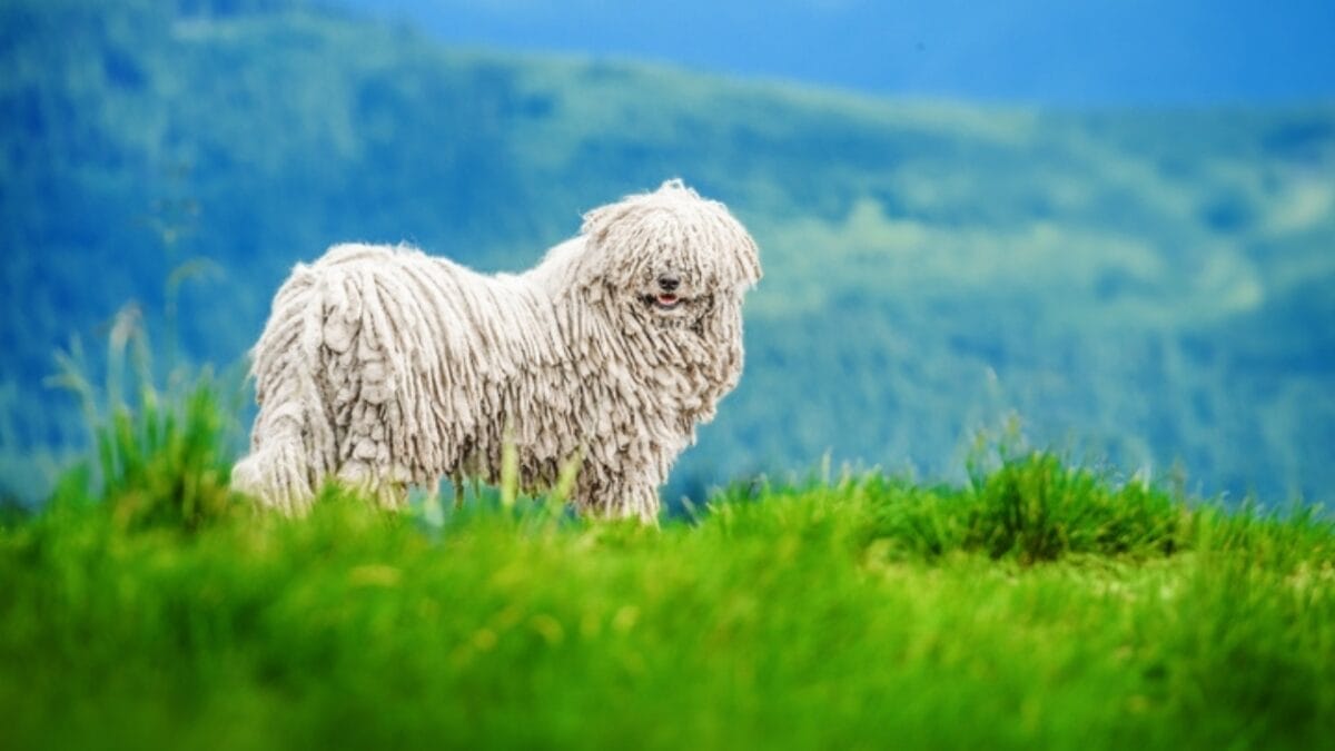 The ‘Mop Dog’ with Dreadlocks: 10 Things You Didn’t Know About the Komondor Breed 10 The ‘Mop Dog’ with Dreadlocks: 10 Things You Didn’t Know About the Komondor Breed - komondor dog mountain ss2218328029