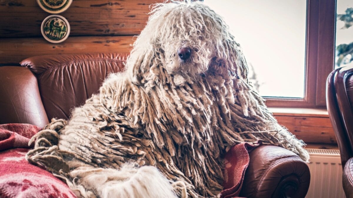 The ‘Mop Dog’ with Dreadlocks: 10 Things You Didn’t Know About the Komondor Breed 5 The ‘Mop Dog’ with Dreadlocks: 10 Things You Didn’t Know About the Komondor Breed - komondor dog sitting chair ss1037653201