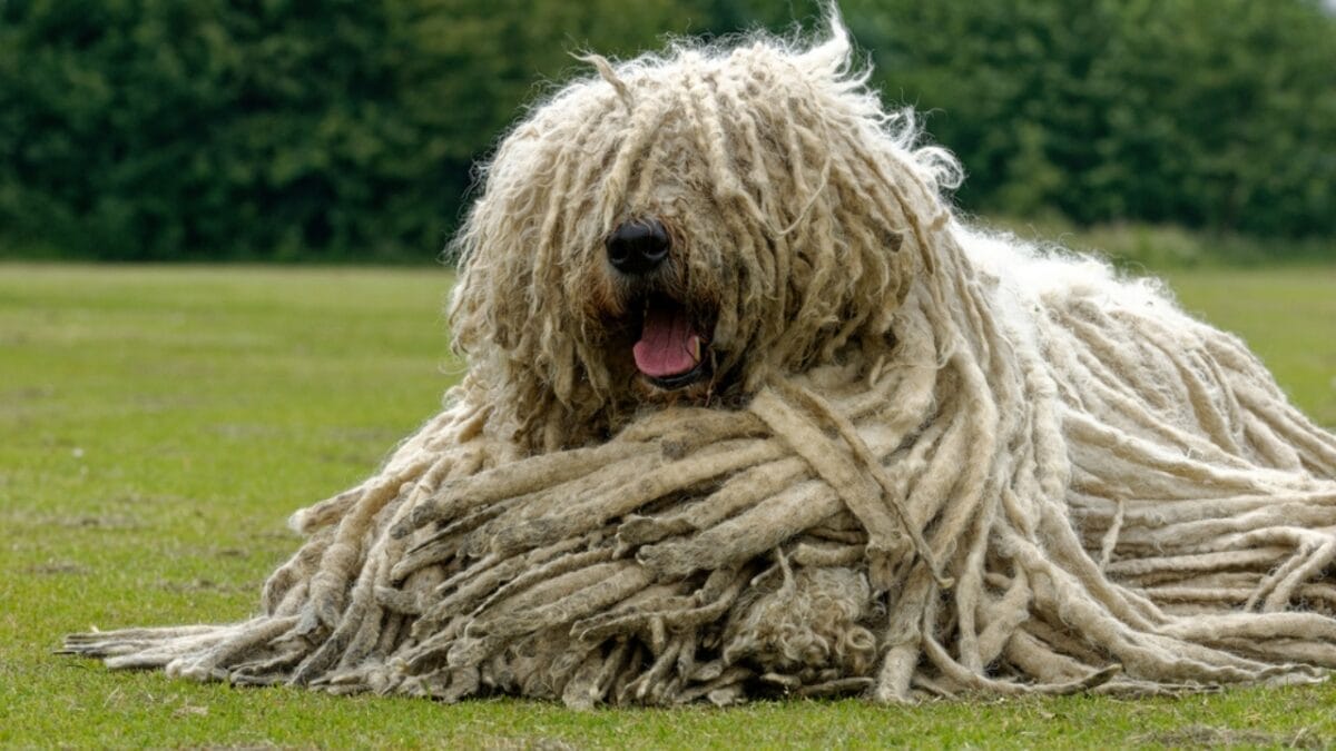 The ‘Mop Dog’ with Dreadlocks: 10 Things You Didn’t Know About the Komondor Breed 4 The ‘Mop Dog’ with Dreadlocks: 10 Things You Didn’t Know About the Komondor Breed - komondor dog sitting grass ss1751623766