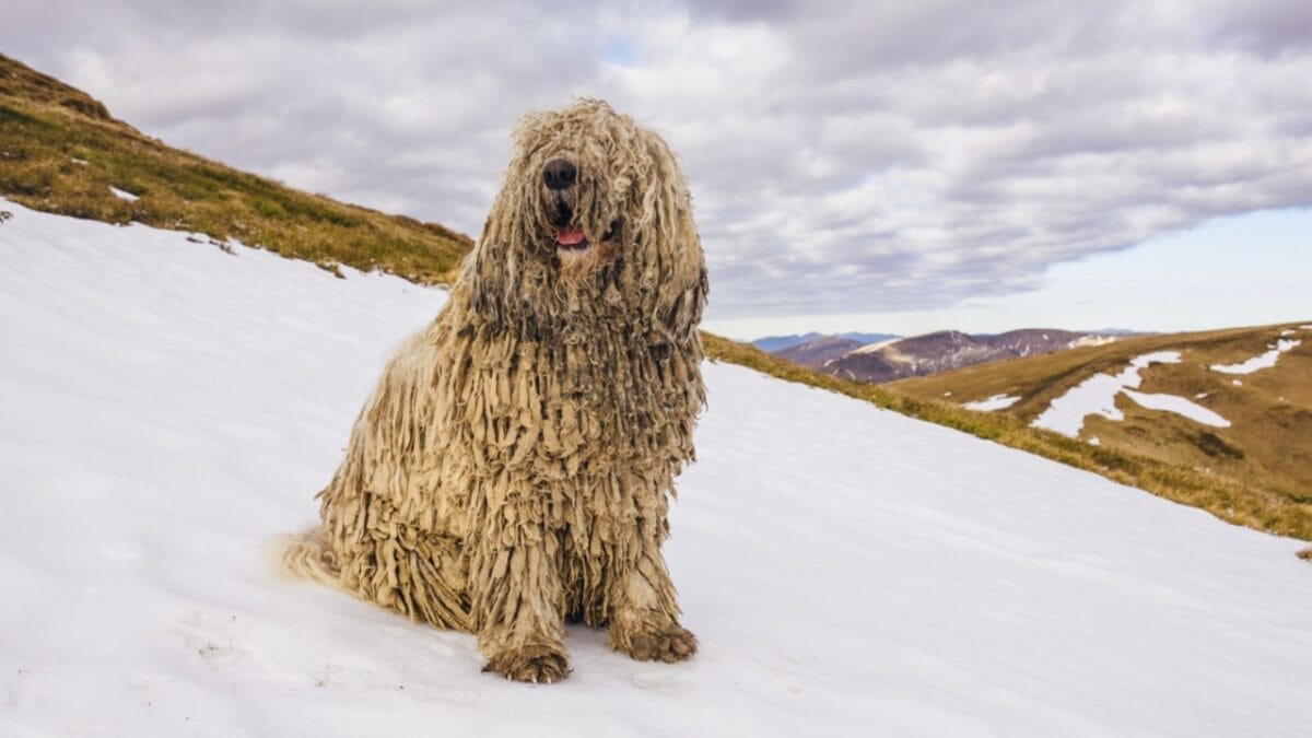 The ‘Mop Dog’ with Dreadlocks: 10 Things You Didn’t Know About the Komondor Breed 11 The ‘Mop Dog’ with Dreadlocks: 10 Things You Didn’t Know About the Komondor Breed - komondor dog sitting mountain snow ss508767787