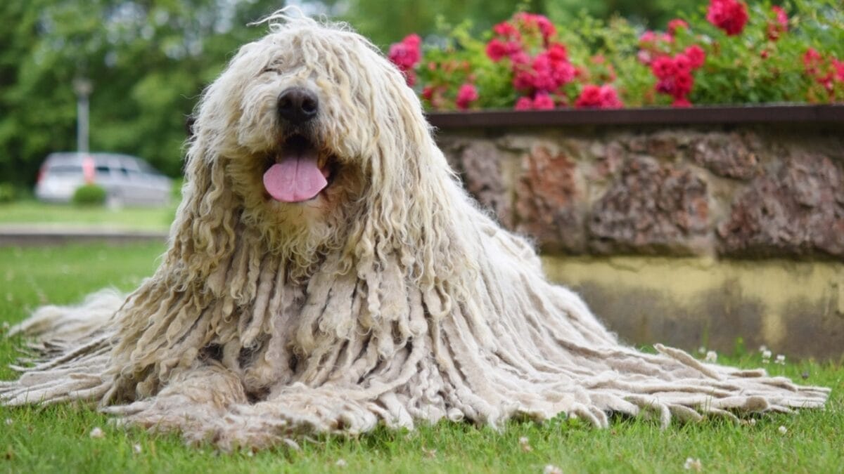 15 Overlooked Dog Breeds That are Smarter Than They Seem 16 15 Overlooked Dog Breeds That are Smarter Than They Seem - komondor dog sitting park flowers ss454303438