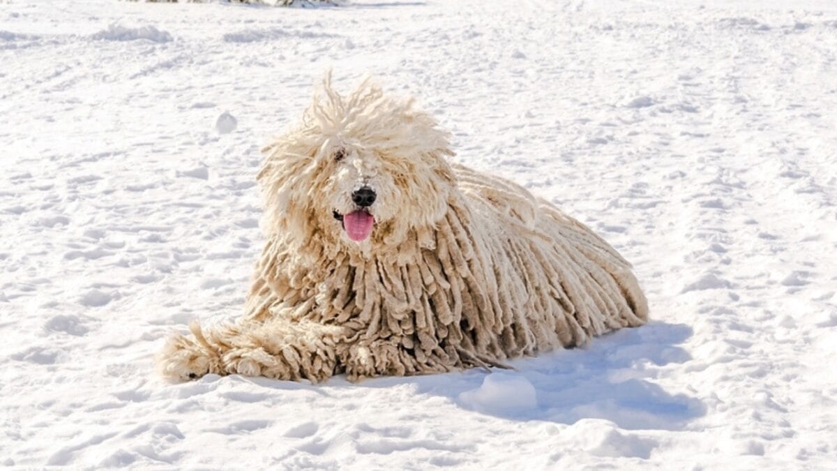 The ‘Mop Dog’ with Dreadlocks: 10 Things You Didn’t Know About the Komondor Breed 9 The ‘Mop Dog’ with Dreadlocks: 10 Things You Didn’t Know About the Komondor Breed - komondor dog snow ss2203571699