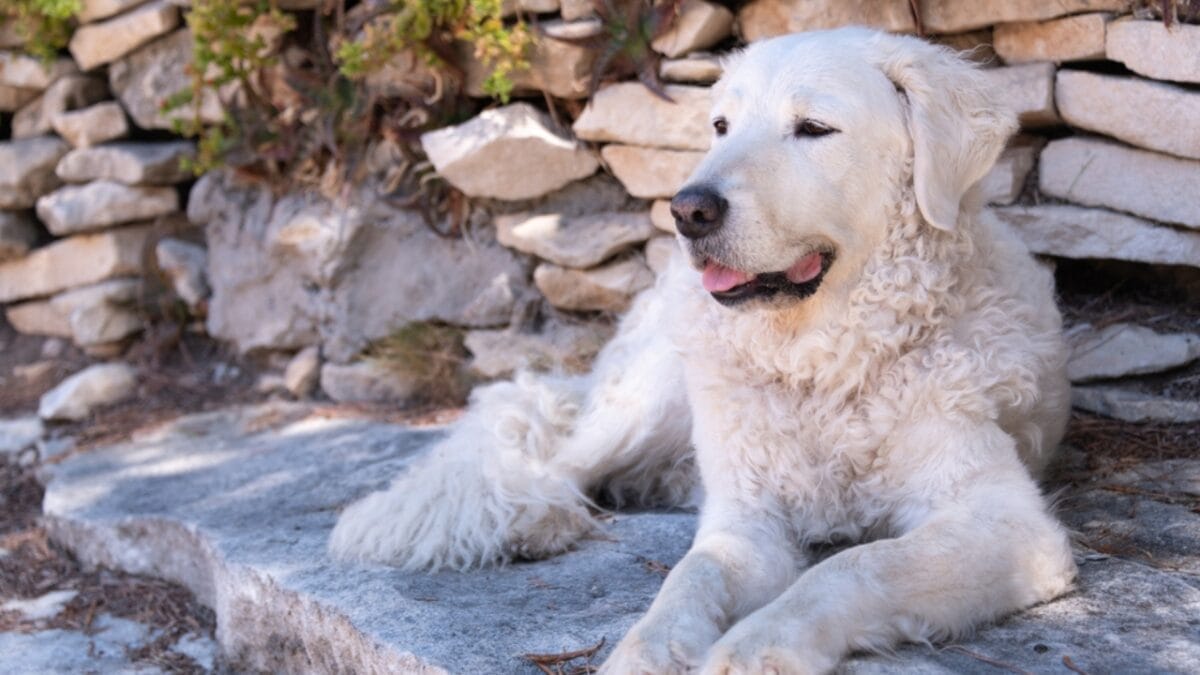 10 Facts About Kuvasz Dogs: The Loyal Guardians of Royalty - kuvasz dog guardian ss1792477918