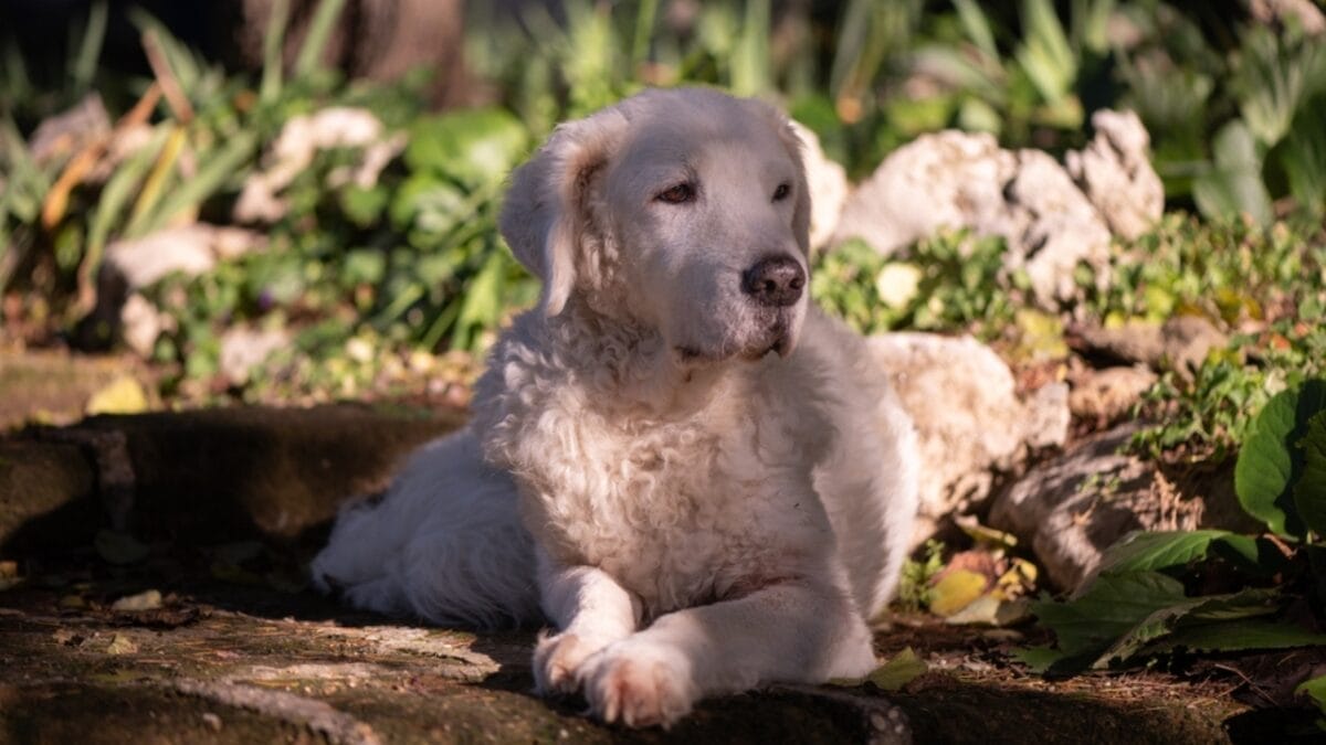 10 Facts About Kuvasz Dogs: The Loyal Guardians of Royalty - kuvasz dog in forest ss2237139991
