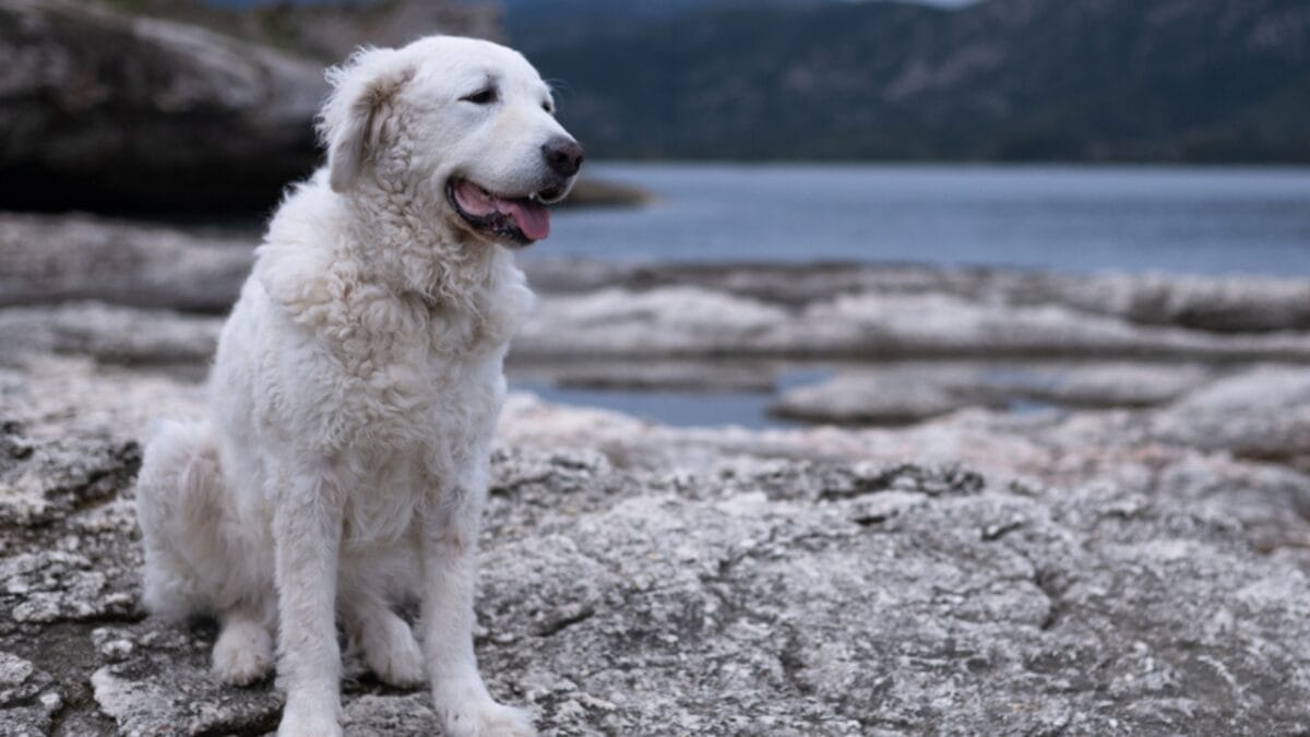 10 Facts About Kuvasz Dogs: The Loyal Guardians of Royalty - kuvasz dog independent ss1669194046