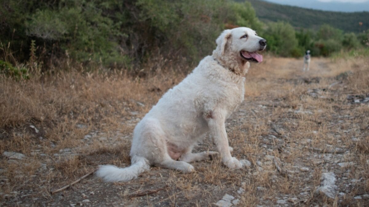 10 Facts About Kuvasz Dogs: The Loyal Guardians of Royalty 7 10 Facts About Kuvasz Dogs: The Loyal Guardians of Royalty - kuvasz dog lifespan ss1459694837