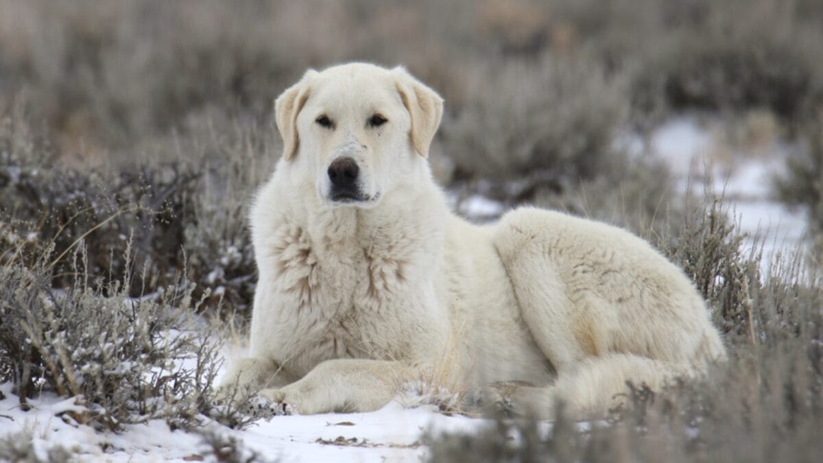 10 Facts About Kuvasz Dogs: The Loyal Guardians of Royalty - kuvasz dog older ss1768526528