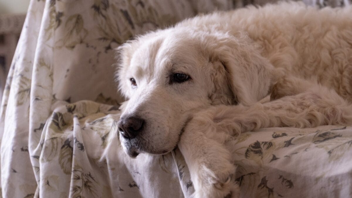 10 Facts About Kuvasz Dogs: The Loyal Guardians of Royalty 6 10 Facts About Kuvasz Dogs: The Loyal Guardians of Royalty - kuvasz dog protective ss2444652903