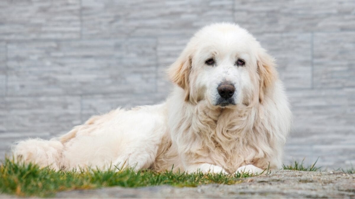 10 Facts About Kuvasz Dogs: The Loyal Guardians of Royalty - kuvasz dog royalty ss2327287195