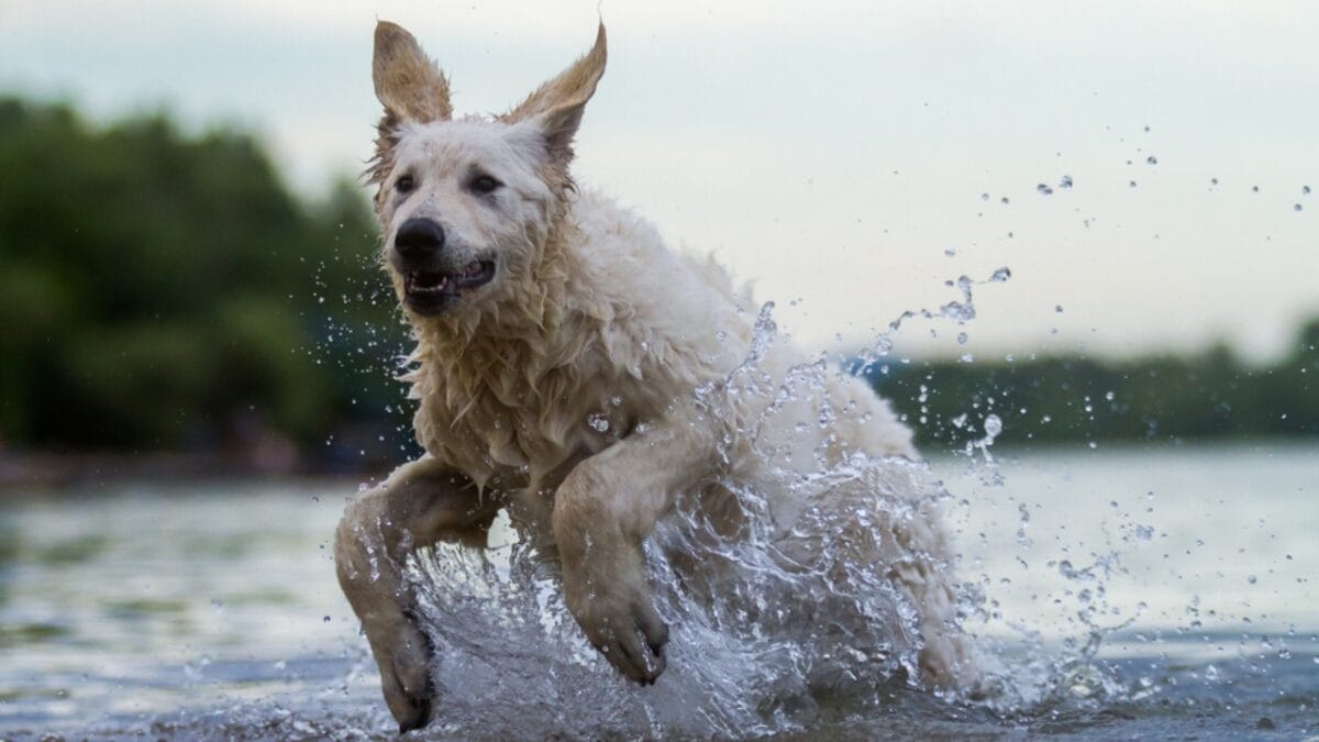 10 Facts About Kuvasz Dogs: The Loyal Guardians of Royalty 9 10 Facts About Kuvasz Dogs: The Loyal Guardians of Royalty - kuvasz dog water ss1701547312