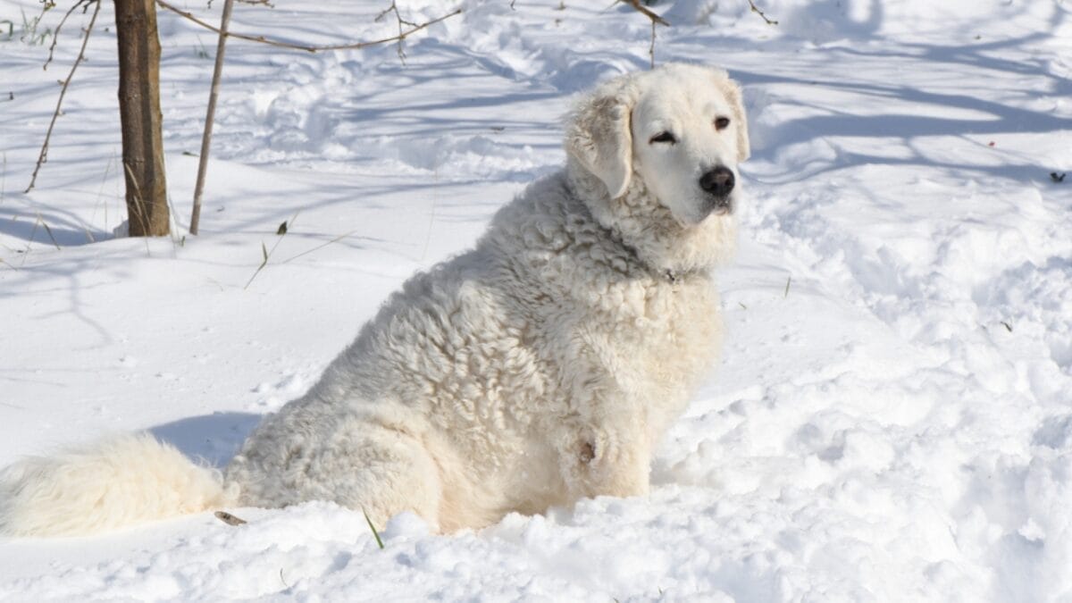 10 Facts About Kuvasz Dogs: The Loyal Guardians of Royalty 5 10 Facts About Kuvasz Dogs: The Loyal Guardians of Royalty - kuvasz dog winter ss1037418640