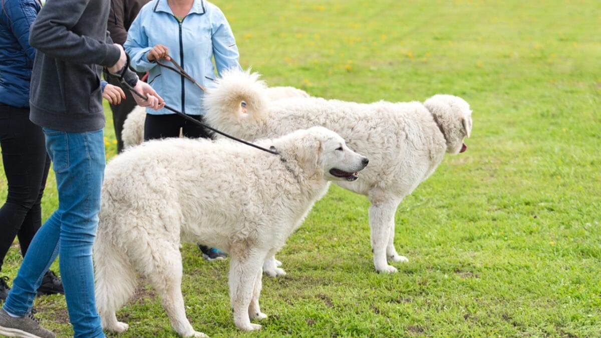 10 Facts About Kuvasz Dogs: The Loyal Guardians of Royalty - kuvasz dog with owner ss626792183