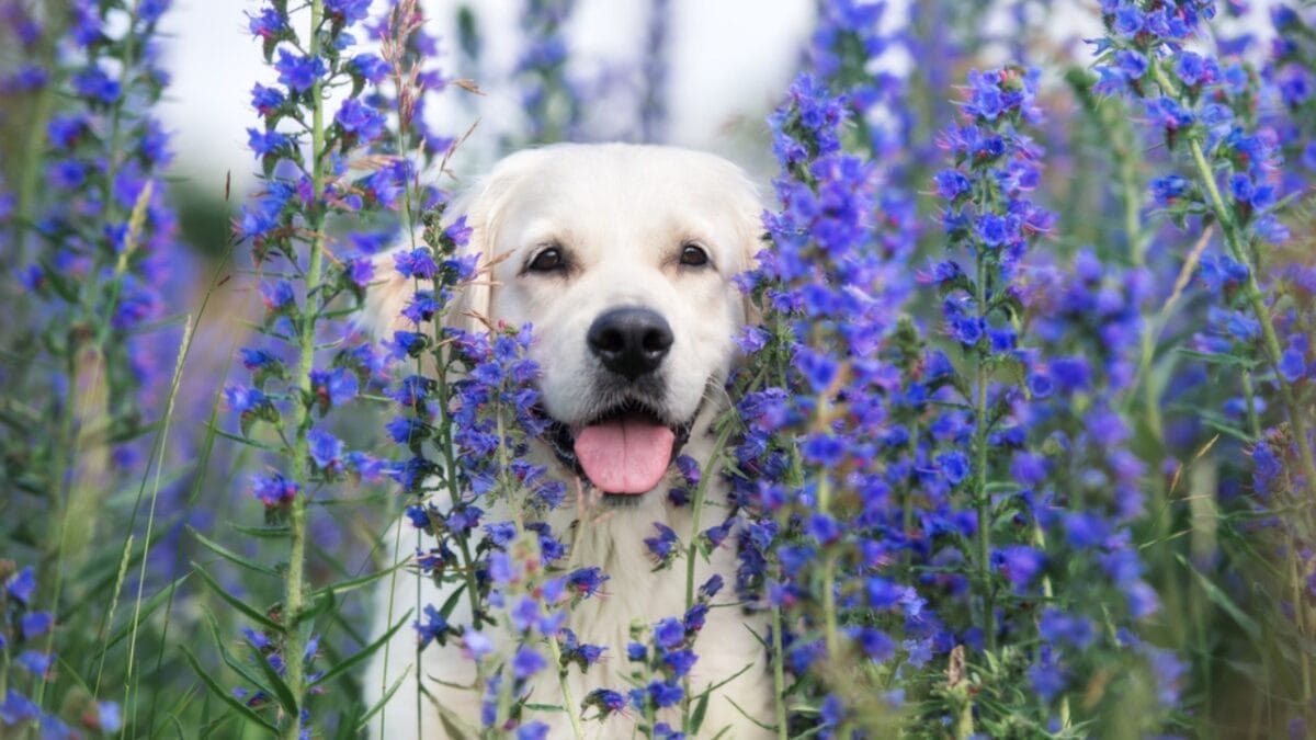 10 Cute Dog Breeds That Will Melt Your Heart - labrador retriever cute ss670655464