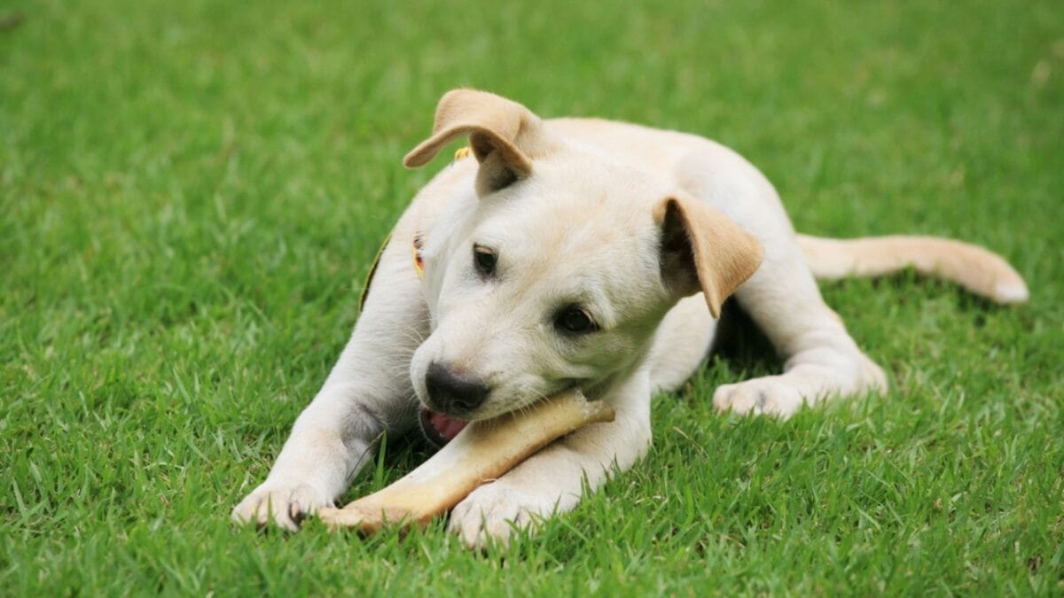 10 Items Every Labrador Retriever Owner Should Invest In 10 10 Items Every Labrador Retriever Owner Should Invest In - labrador retriever dog chewing bone ss696239305