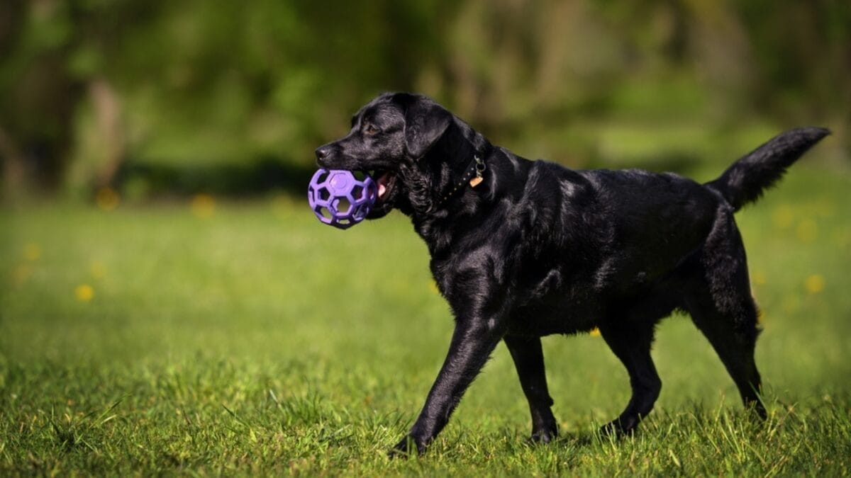 10 Items Every Labrador Retriever Owner Should Invest In 9 10 Items Every Labrador Retriever Owner Should Invest In - labrador retriever dog holding toy ss2162942935