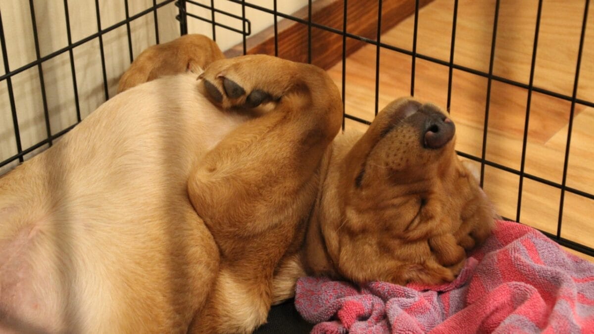 10 Items Every Labrador Retriever Owner Should Invest In 2 10 Items Every Labrador Retriever Owner Should Invest In - labrador retriever dog in crate sleeping ss1887582601