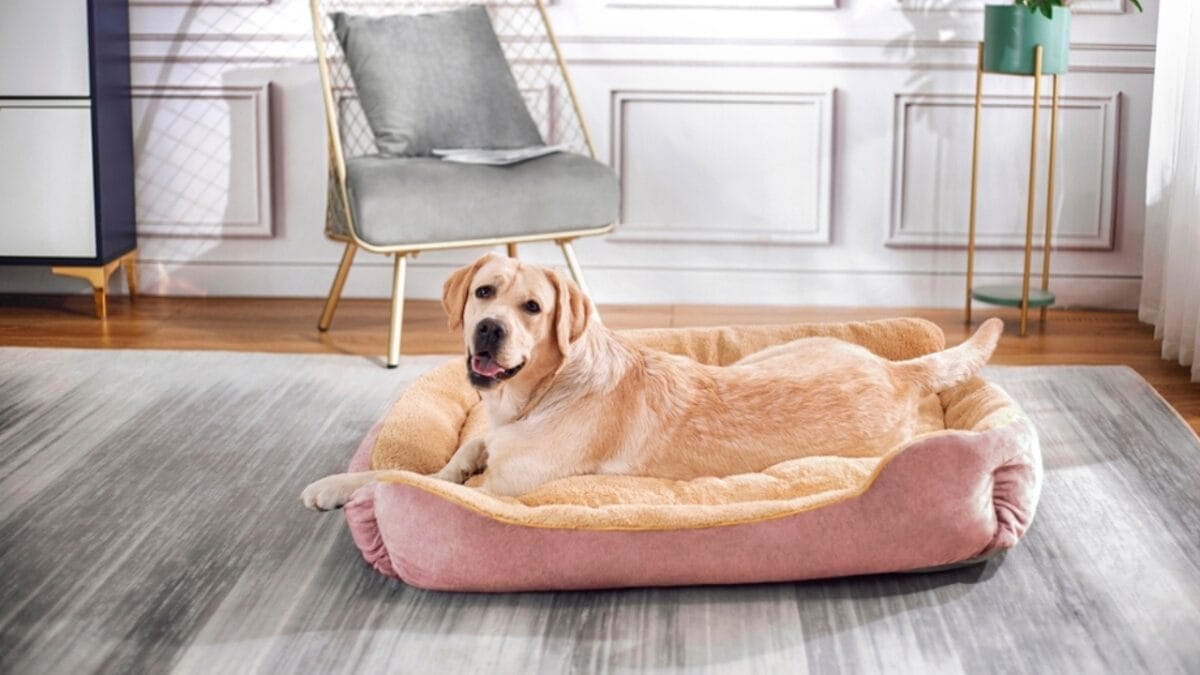 18 Breeds That Love to Take Over Your Bed Every Night - labrador retriever dog sitting bed ss2322083879