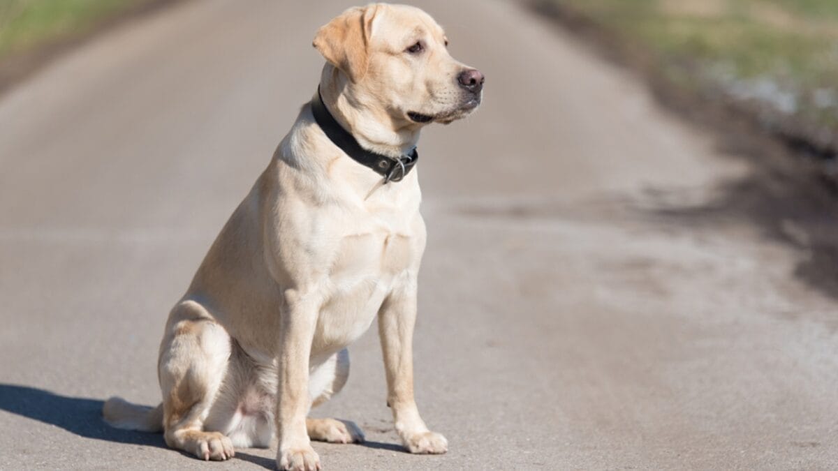 20 Dog Breeds Known for Their Unmatched Obedience - labrador retriever dog sitting collar ss1917859424