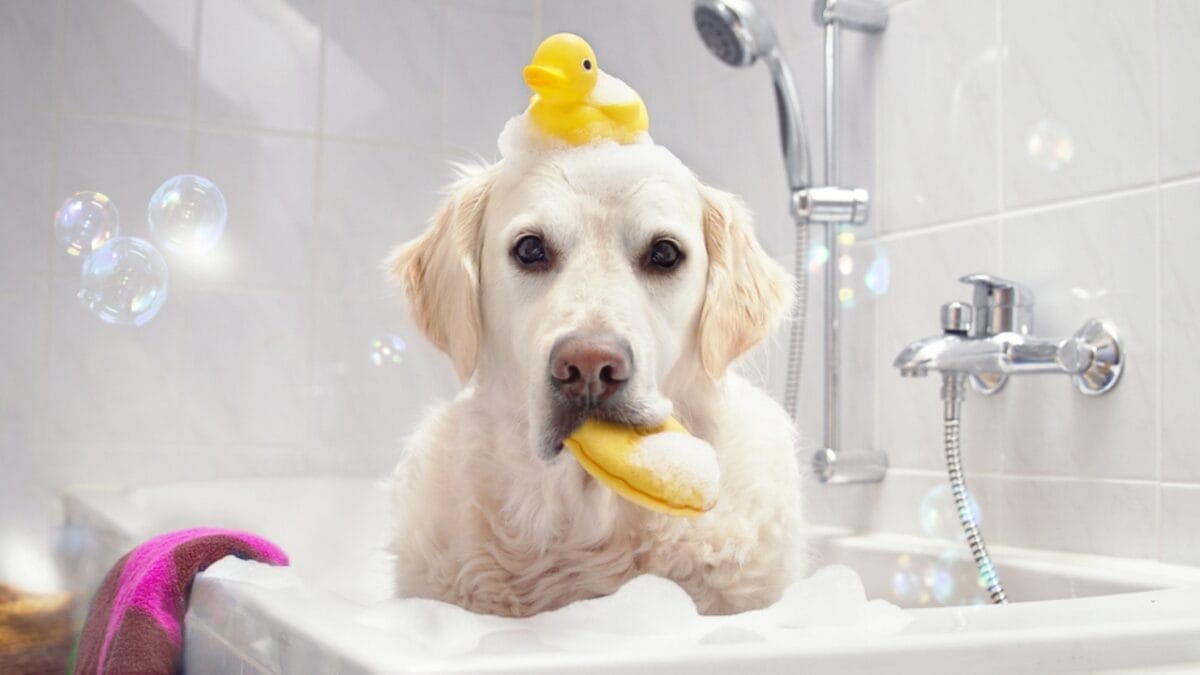 10 Items Every Labrador Retriever Owner Should Invest In 11 10 Items Every Labrador Retriever Owner Should Invest In - labrador retriever dog taking bath ss496043713