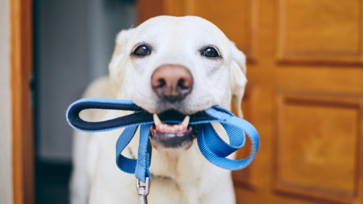 Stop Your Dog from Pulling on the Leash in 3 Simple Steps - labrador retriever holding leash ss1441002188