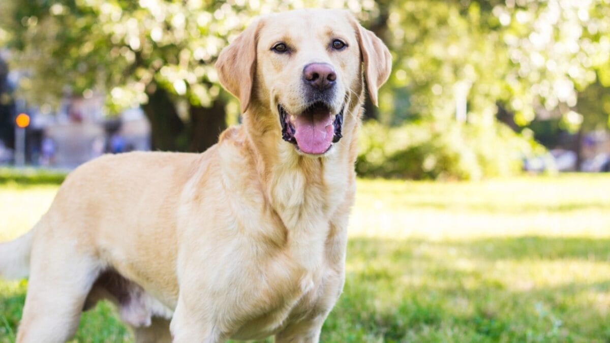 10 Dog Breeds Perfect As Running Companions 2 10 Dog Breeds Perfect As Running Companions - labrador retriever ss1929372332