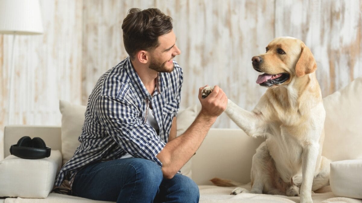 19 Dogs That Shed So Much, You’ll Need a Second Vacuum 7 19 Dogs That Shed So Much, You’ll Need a Second Vacuum - labrador retriever ss499979761