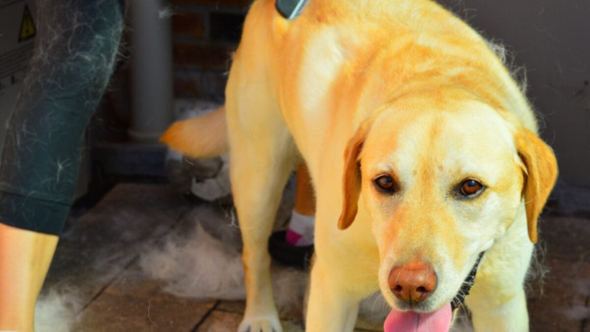 11 Dogs That Shed the Worst 6 11 Dogs That Shed the Worst - labrador ss1208022619