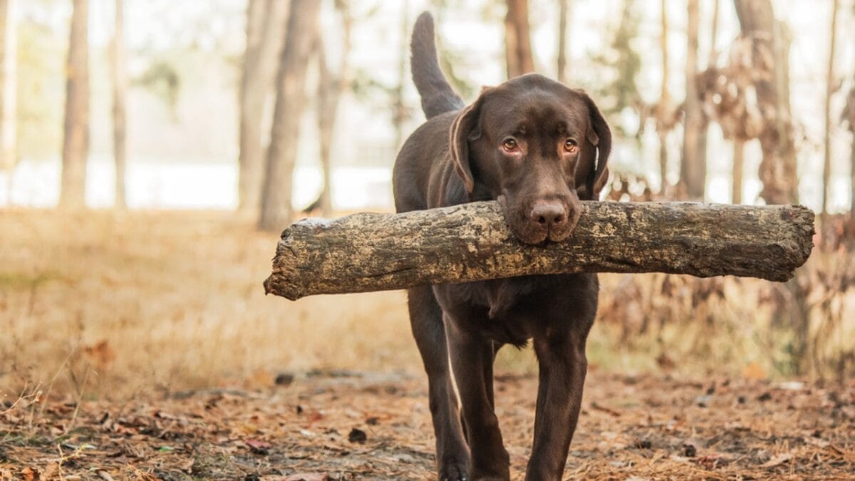 7 Most Gentle Dog Breeds & Why They're Beloved 3 7 Most Gentle Dog Breeds & Why They're Beloved - labrador ss264711263