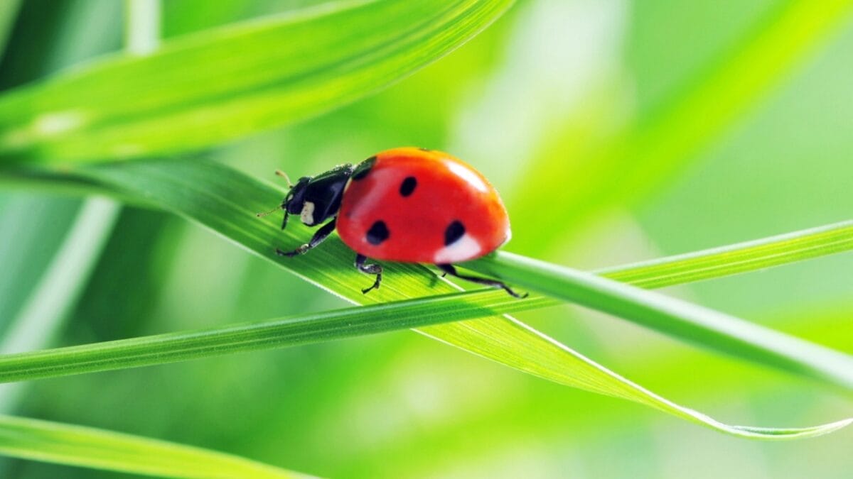 Tomato Hornworms: 10 Must-Know Facts to Save Your Harvest 7 Tomato Hornworms: 10 Must-Know Facts to Save Your Harvest - ladybug grass dp23623787