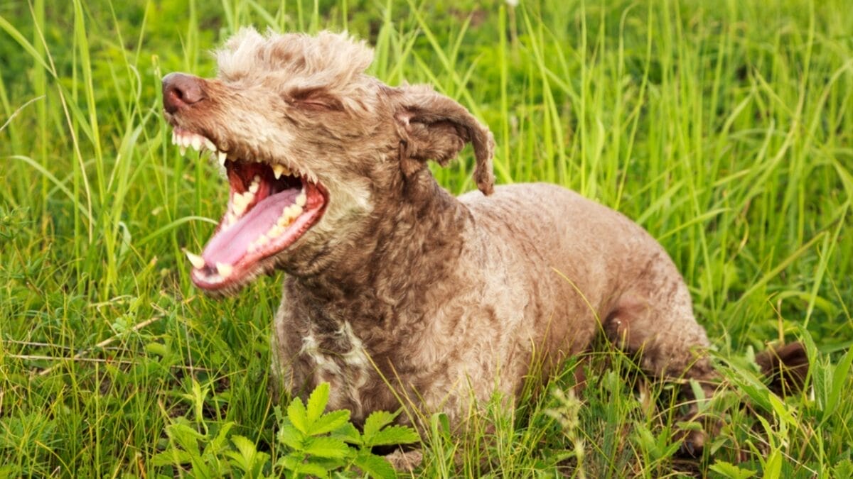 15 Common Reasons Dogs Bark & How to Address Each One 16 15 Common Reasons Dogs Bark & How to Address Each One - lakeland terrier bark ss159822008