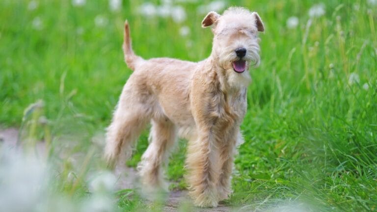 10 Facts About Lakeland Terrier Dogs—The Fearless Breed Once Used to Hunt Foxes 8 10 Facts About Lakeland Terrier Dogs—The Fearless Breed Once Used to Hunt Foxes - lakeland terrier coat ss723752848