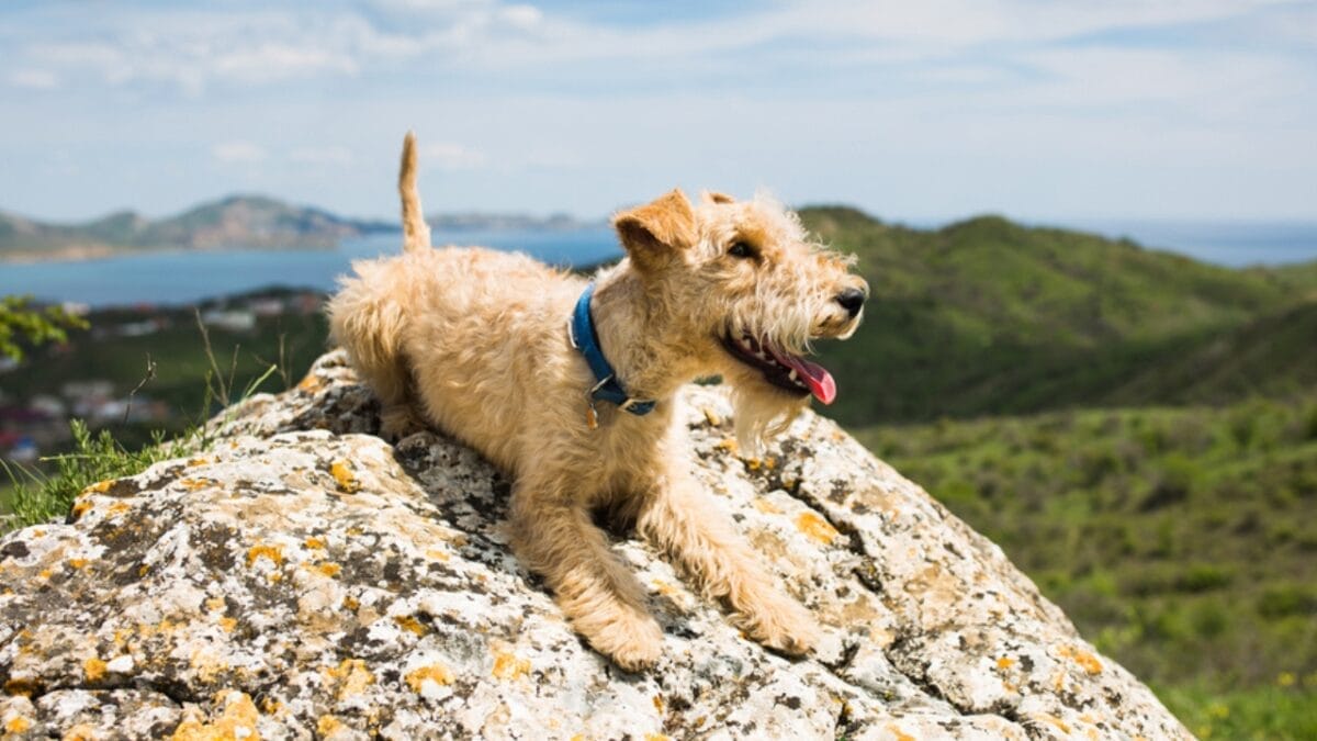 10 Facts About Lakeland Terrier Dogs—The Fearless Breed Once Used to Hunt Foxes 2 10 Facts About Lakeland Terrier Dogs—The Fearless Breed Once Used to Hunt Foxes - lakeland terrier dog ss287333915
