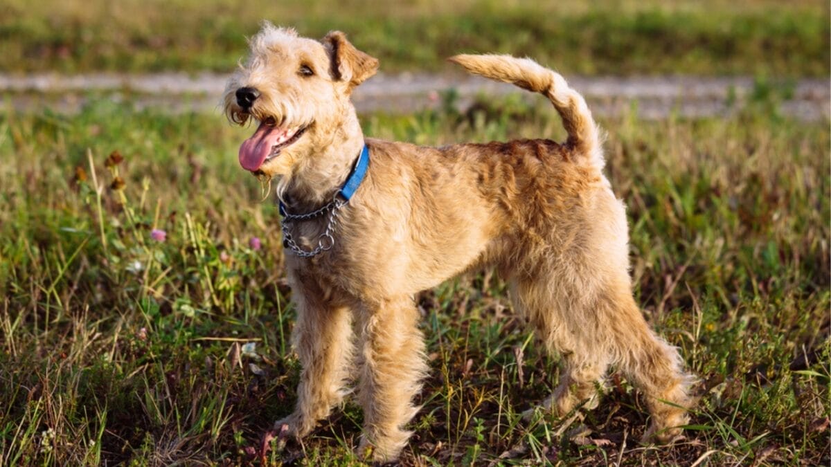 10 Facts About Lakeland Terrier Dogs—The Fearless Breed Once Used to Hunt Foxes 4 10 Facts About Lakeland Terrier Dogs—The Fearless Breed Once Used to Hunt Foxes - lakeland terrier in grass ss448435945