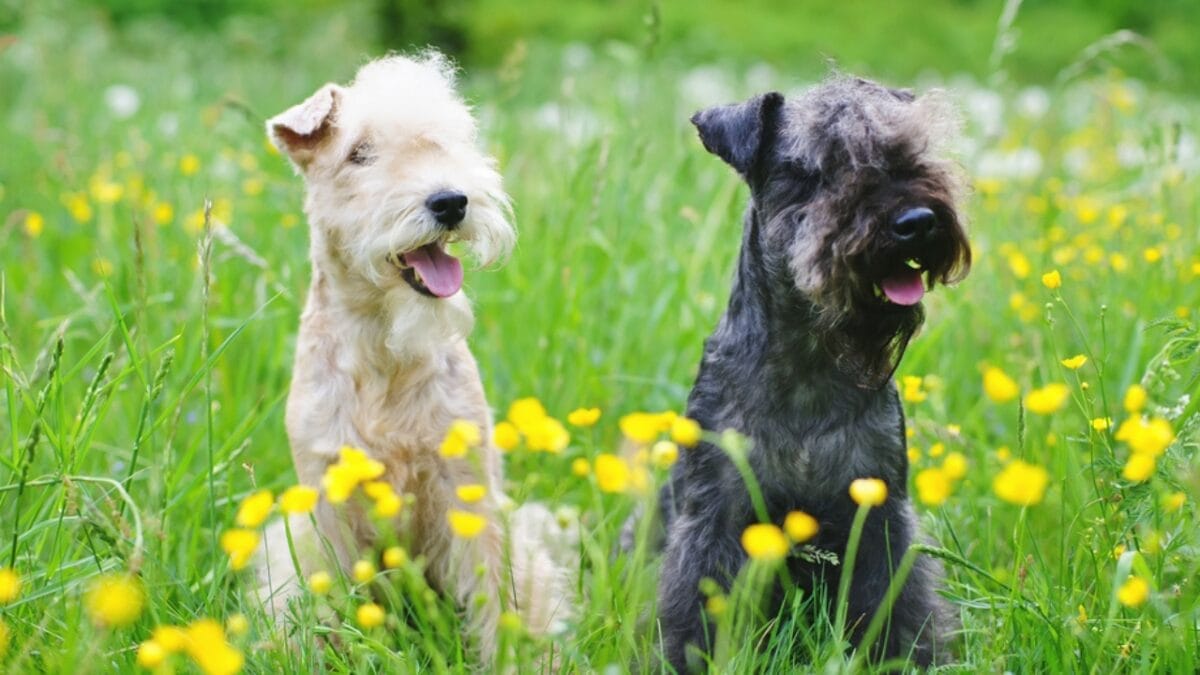 10 Facts About Lakeland Terrier Dogs—The Fearless Breed Once Used to Hunt Foxes 5 10 Facts About Lakeland Terrier Dogs—The Fearless Breed Once Used to Hunt Foxes - lakeland terrier messenger ss723441187