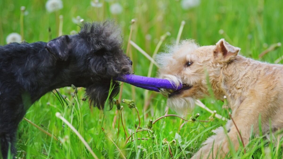 10 Facts About Lakeland Terrier Dogs—The Fearless Breed Once Used to Hunt Foxes 6 10 Facts About Lakeland Terrier Dogs—The Fearless Breed Once Used to Hunt Foxes - lakeland terrier playing ss723752842