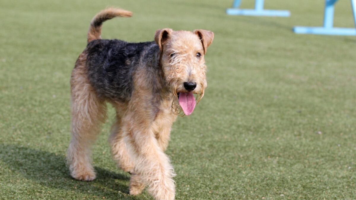 10 Facts About Lakeland Terrier Dogs—The Fearless Breed Once Used to Hunt Foxes 7 10 Facts About Lakeland Terrier Dogs—The Fearless Breed Once Used to Hunt Foxes - lakeland terrier rare ss462298483