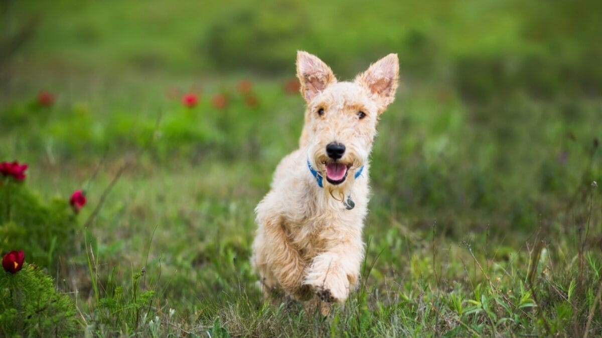 10 Facts About Lakeland Terrier Dogs—The Fearless Breed Once Used to Hunt Foxes 8 10 Facts About Lakeland Terrier Dogs—The Fearless Breed Once Used to Hunt Foxes - lakeland terrier running ss282298085