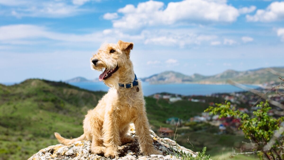 31 Endangered Dog Breeds at Risk of Disappearing 18 31 Endangered Dog Breeds at Risk of Disappearing - lakeland terrier ss441498355